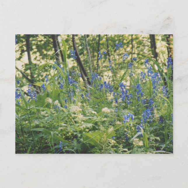 Carte Postale Columbia River Gorge (Devant)