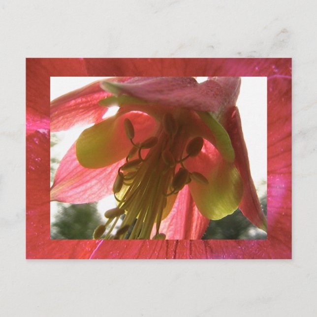 Carte Postale columbine (Devant)