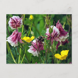 Carte Postale Columbine
