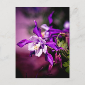 Carte postale Columbine