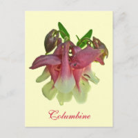 Carte postale Columbine cultivée