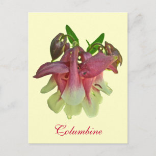 Carte postale Columbine cultivée