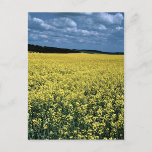 Carte Postale Colza, Wiltshire, Angleterre