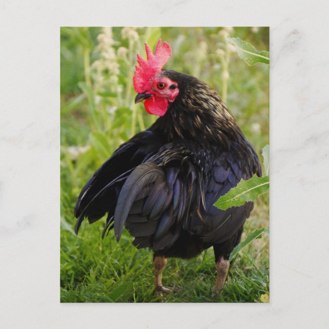 Carte Postale Combattre le coq (Devant)