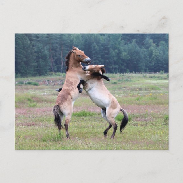 Carte Postale Combattre les chevaux sauvages (Devant)