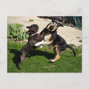 Carte Postale Combattre les chiens
