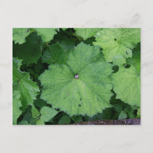 Carte Postale Combattre l'escargot