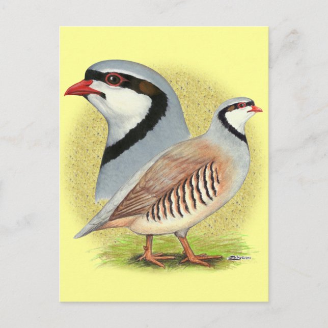 Carte Postale Combo de perdrix de Chukar (Devant)