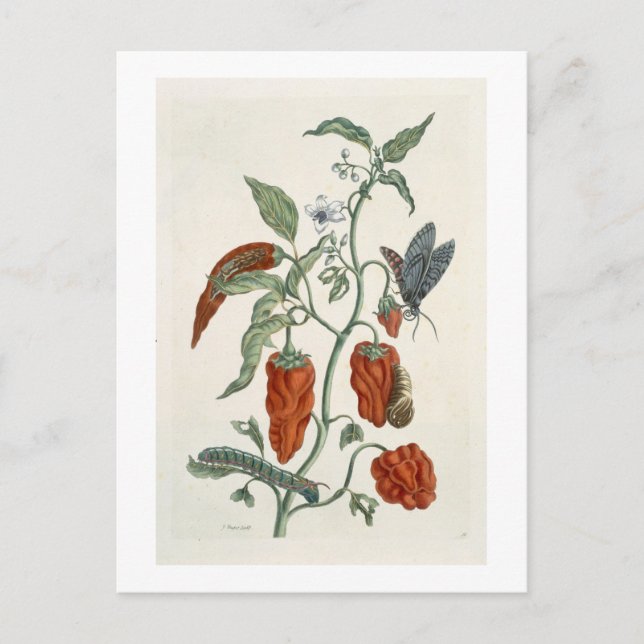 Carte Postale Comfrey, de 'A Curious Herbal', 1782 (couleur eng (Devant)