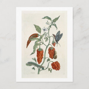 Carte Postale Comfrey, de 'A Curious Herbal', 1782 (couleur eng