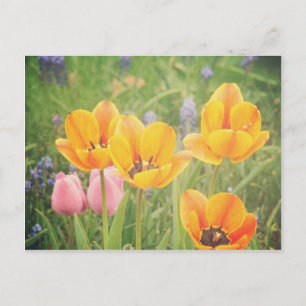 Carte Postale Comme une belle nature morte peinture