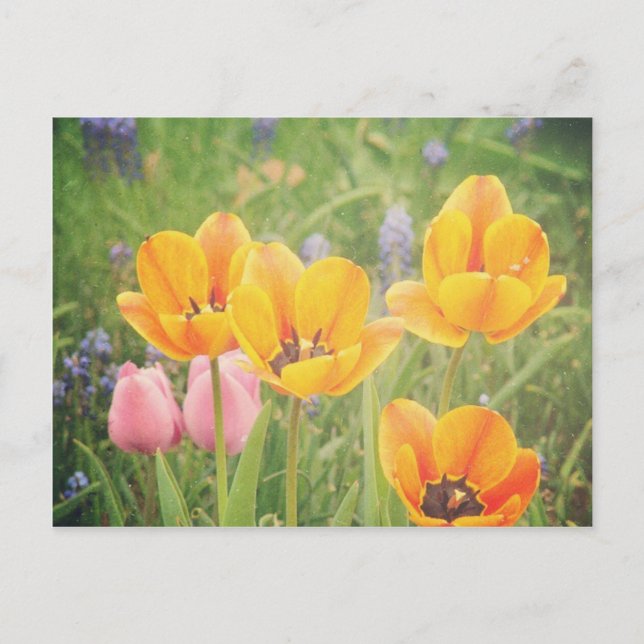 Carte Postale Comme une belle nature morte peinture (Devant)
