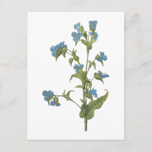 Carte Postale commelina (tuberosa de Commelina) par Redouté