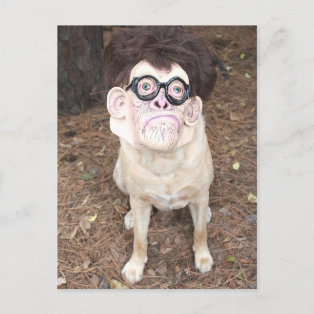 Carte Postale Comment aimes-tu mon costume ? (Devant)