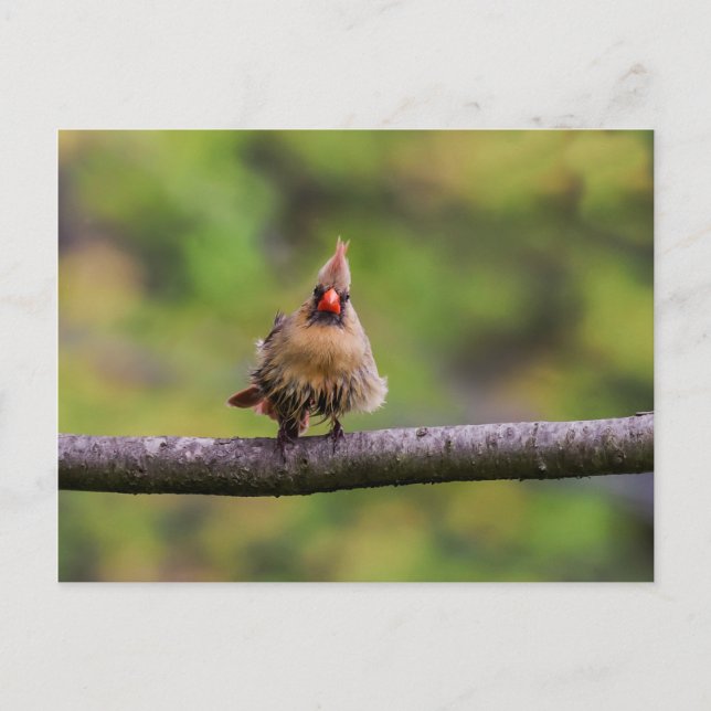 Carte Postale Comment va ta journée ? (Devant)