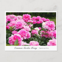 Common Garden Peony