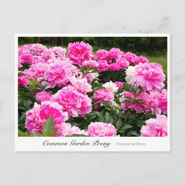 Carte Postale Common Garden Peony (Devant)