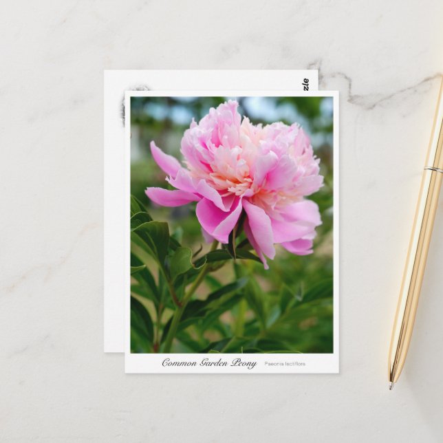 Carte Postale Common Garden Peony (Devant/Arrière en situation)
