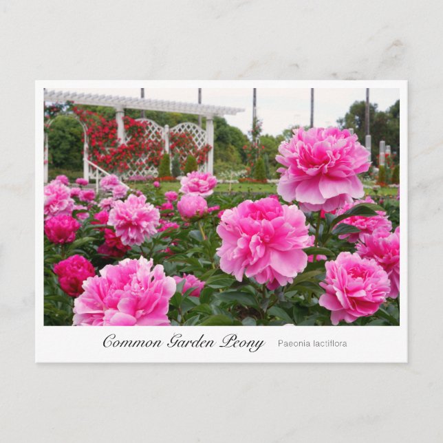 Carte Postale Common Garden Peony (Devant)