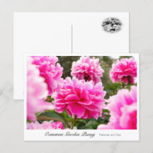 Common Garden Peony