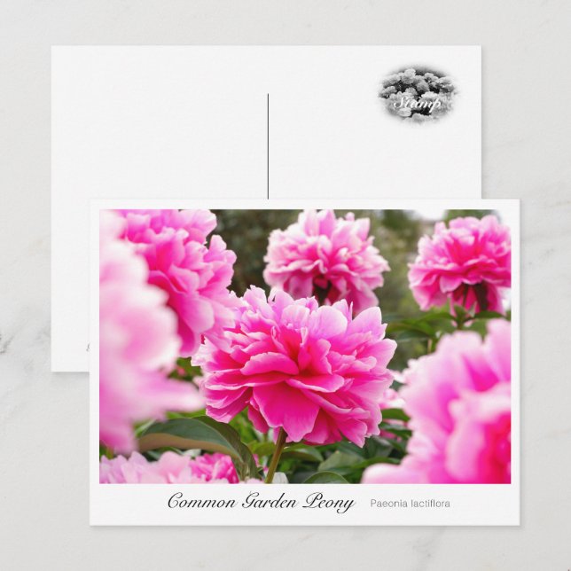 Carte Postale Common Garden Peony (Devant / Derrière)