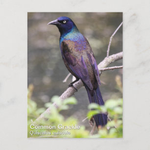 Carte Postale Common Grackle