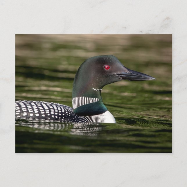 Carte Postale Common Loon on Jabe Pond (Devant)