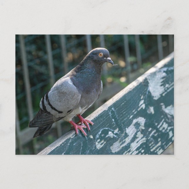 Carte Postale Common Pigeon Perched on a Wooden Bench in the Par (Devant)