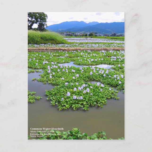 Carte Postale Common Water Hyacinth：Postcard (Devant)