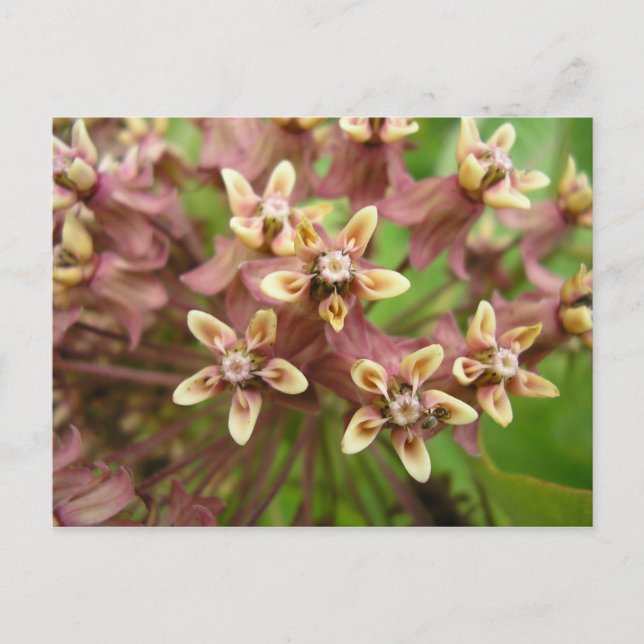 Carte Postale Commune d'Asclépiade (Devant)