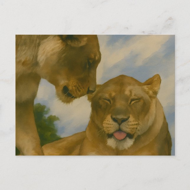 Carte Postale Compagnie de Lioness en Golden Light (Devant)
