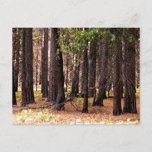 Carte Postale Compassion