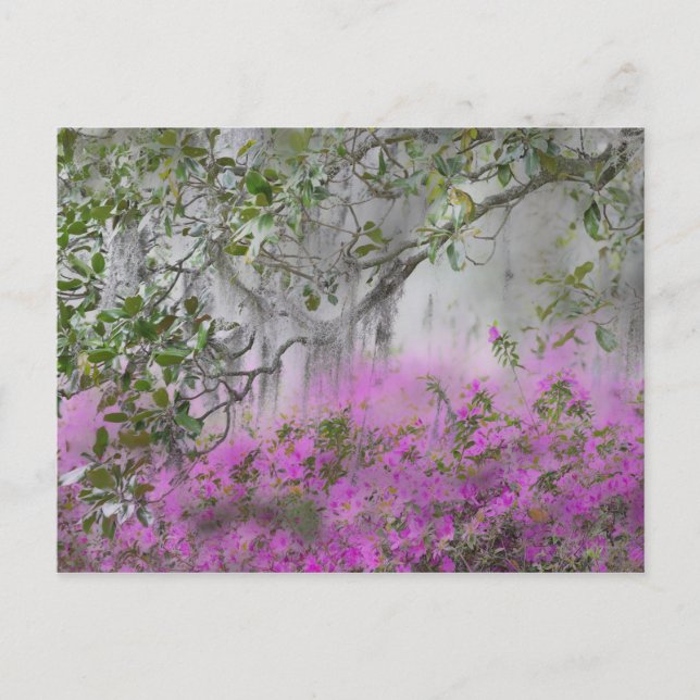 Carte Postale Composite numérique d'azalées et d'arbre magnolia (Devant)