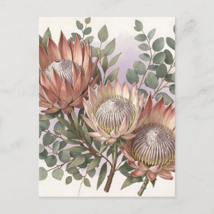 Carte Postale Composition botanique d'eucalyptus et de protée ro