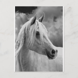 Carte Postale Composition de la série