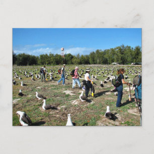 Carte Postale Comptage des nids d'albatros Laysan