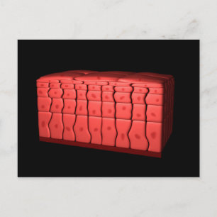 Carte Postale Concept De Stratifié Squamous Epithelium 2