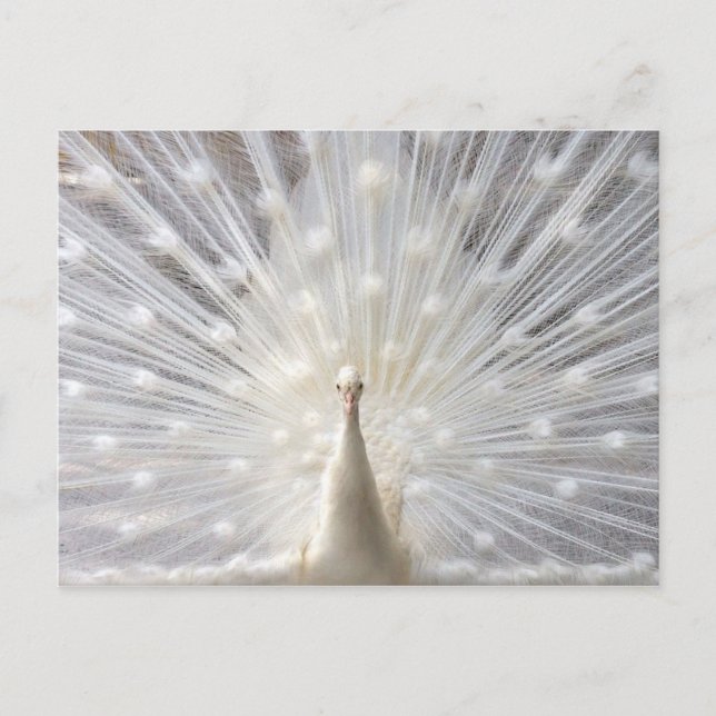 Carte Postale Conception Albino Peacock (Devant)