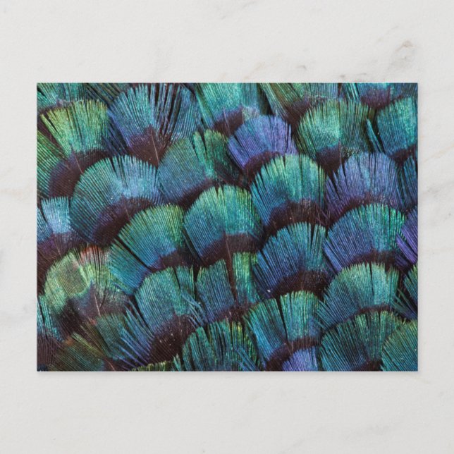 Carte Postale Conception bleu-vert de plume de faisan (Devant)
