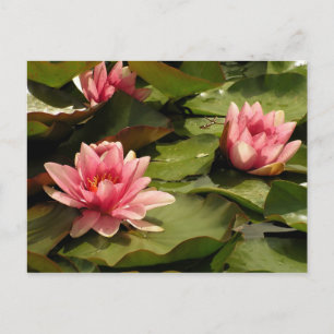 Carte Postale Conception botanique florale de nénuphar tropical