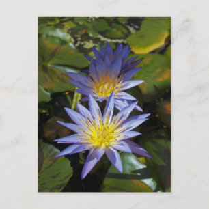 Carte Postale Conception botanique florale de nénuphar tropical