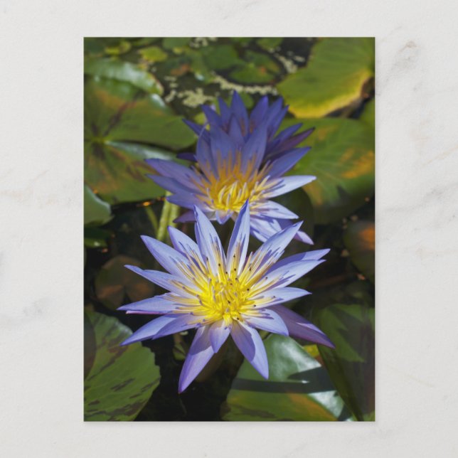 Carte Postale Conception botanique florale de nénuphar tropical (Devant)