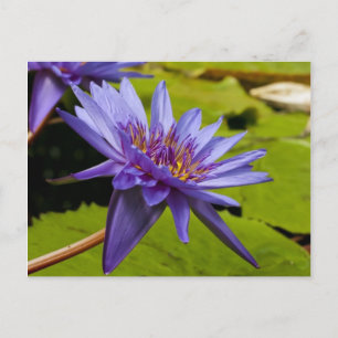 Carte Postale Conception botanique florale de nénuphar tropical