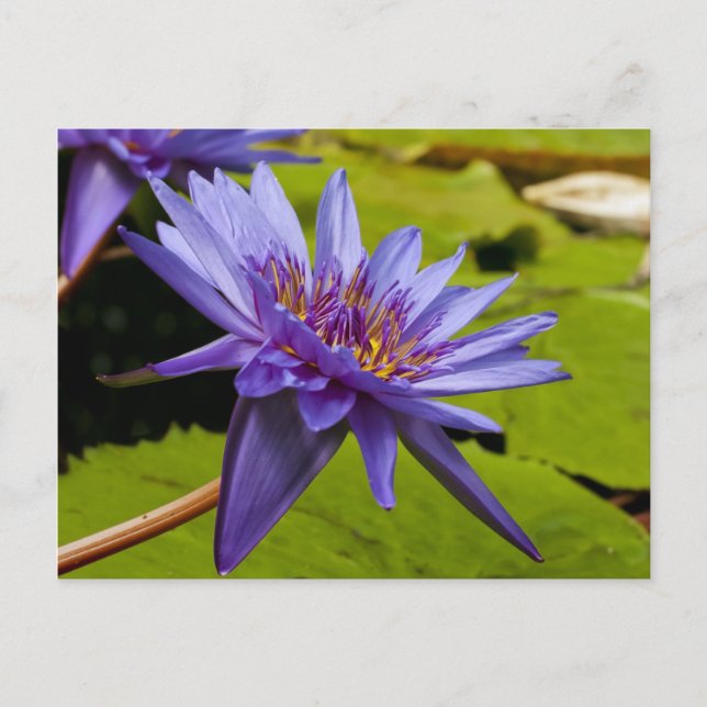 Carte Postale Conception botanique florale de nénuphar tropical (Devant)