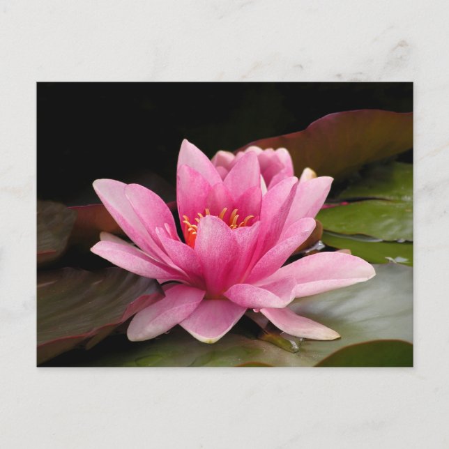 Carte Postale Conception botanique florale de nénuphar tropical (Devant)
