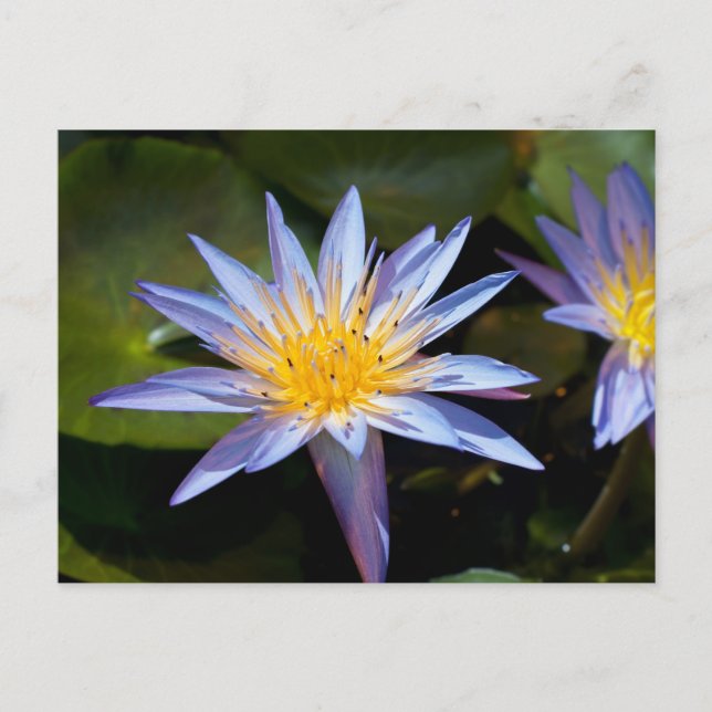 Carte Postale Conception botanique florale de nénuphar tropical (Devant)