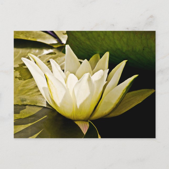 Carte Postale Conception botanique florale de nénuphar tropical (Devant)