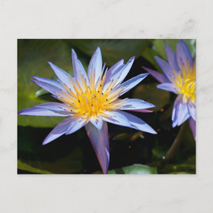 Carte Postale Conception botanique florale de nénuphar tropical