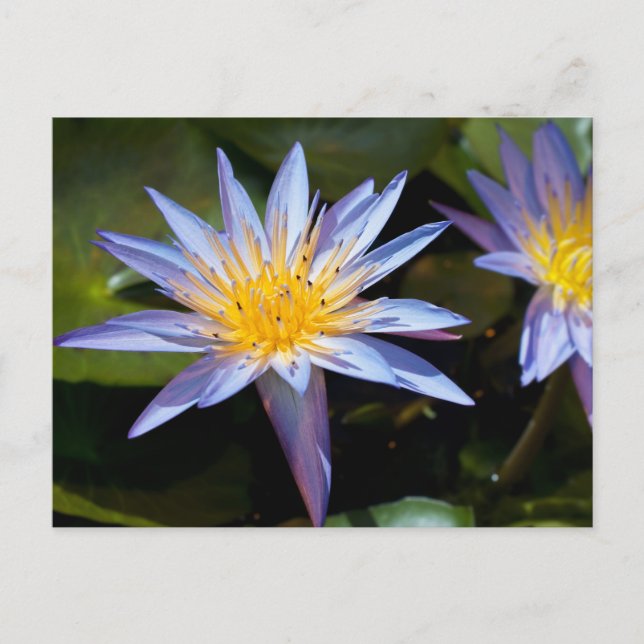 Carte Postale Conception botanique florale de nénuphar tropical (Devant)
