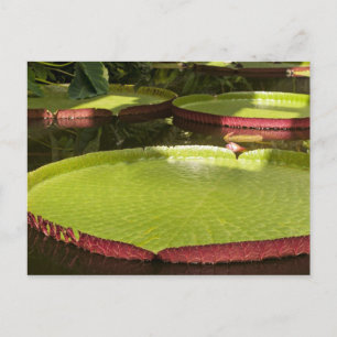 Carte Postale Conception botanique florale de nénuphar tropical